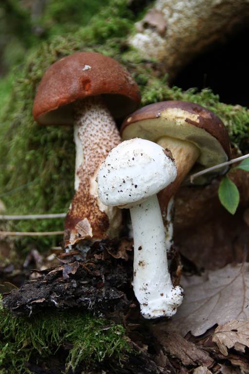 Les Journées Champignons 5 rue de la Héronnière Boult-aux-Bois 2026-10-04