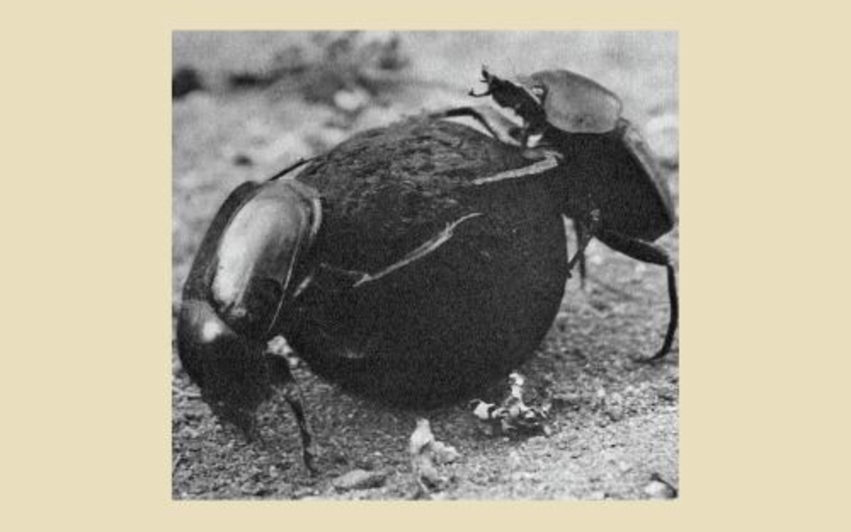 Les merveilleux souvenirs de Jean-Henri Fabre - film documentaire Bibliothèque André Malraux  Paris