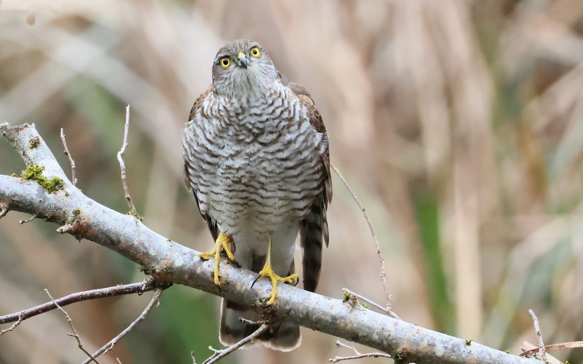 Les oiseaux à Paris : quelles évolutions? Maison de l'animal  Paris
