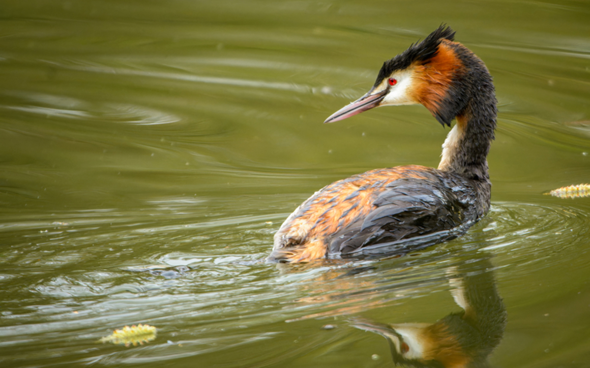 Les oiseaux au lac des Minimes Maison Paris Nature  Paris
