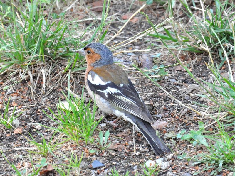 Les oiseaux communs nicheurs Les oiseaux communs nicheurs Mézières-en-Brenne 2026-05-18