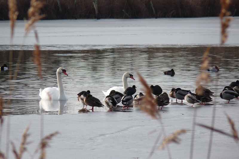 Les oiseaux hivernants de la Réserve Massé-Foucault Rosnay