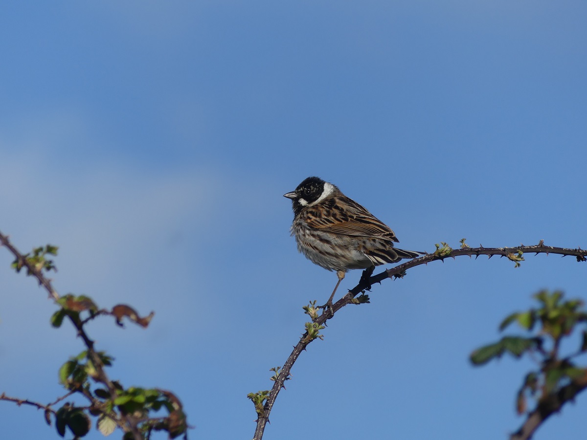 Les oiseaux nicheurs Mac Gowan Road Sainte-Marie-du-Mont 2026-04-17