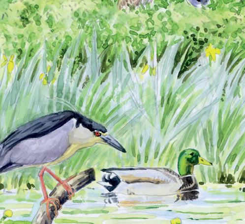 Les oiseaux pour les petits Etang des Landes Lussat 2026-04-15