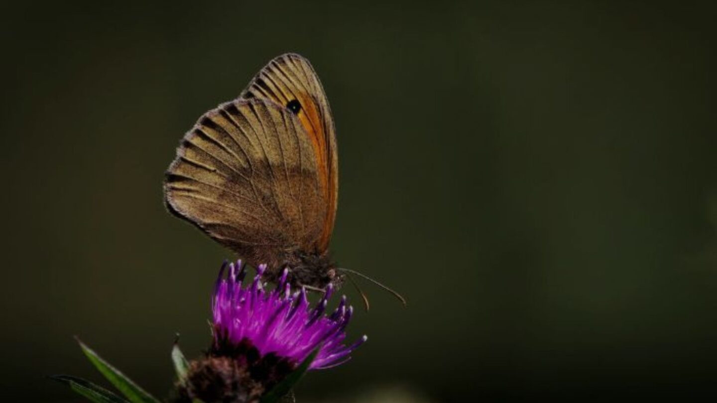 Les papillons de la Saligue Saligue aux oiseaux Biron 2026-05-06