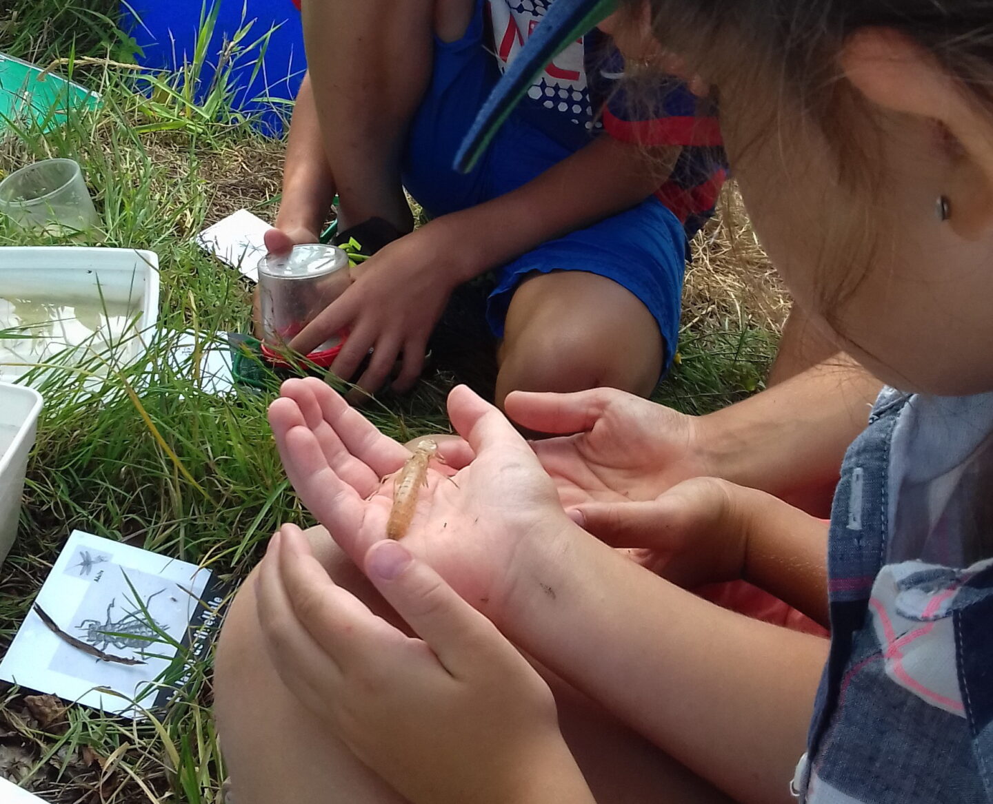 Les petites bêtes de l'eau Etang des Landes Lussat 2026-04-08