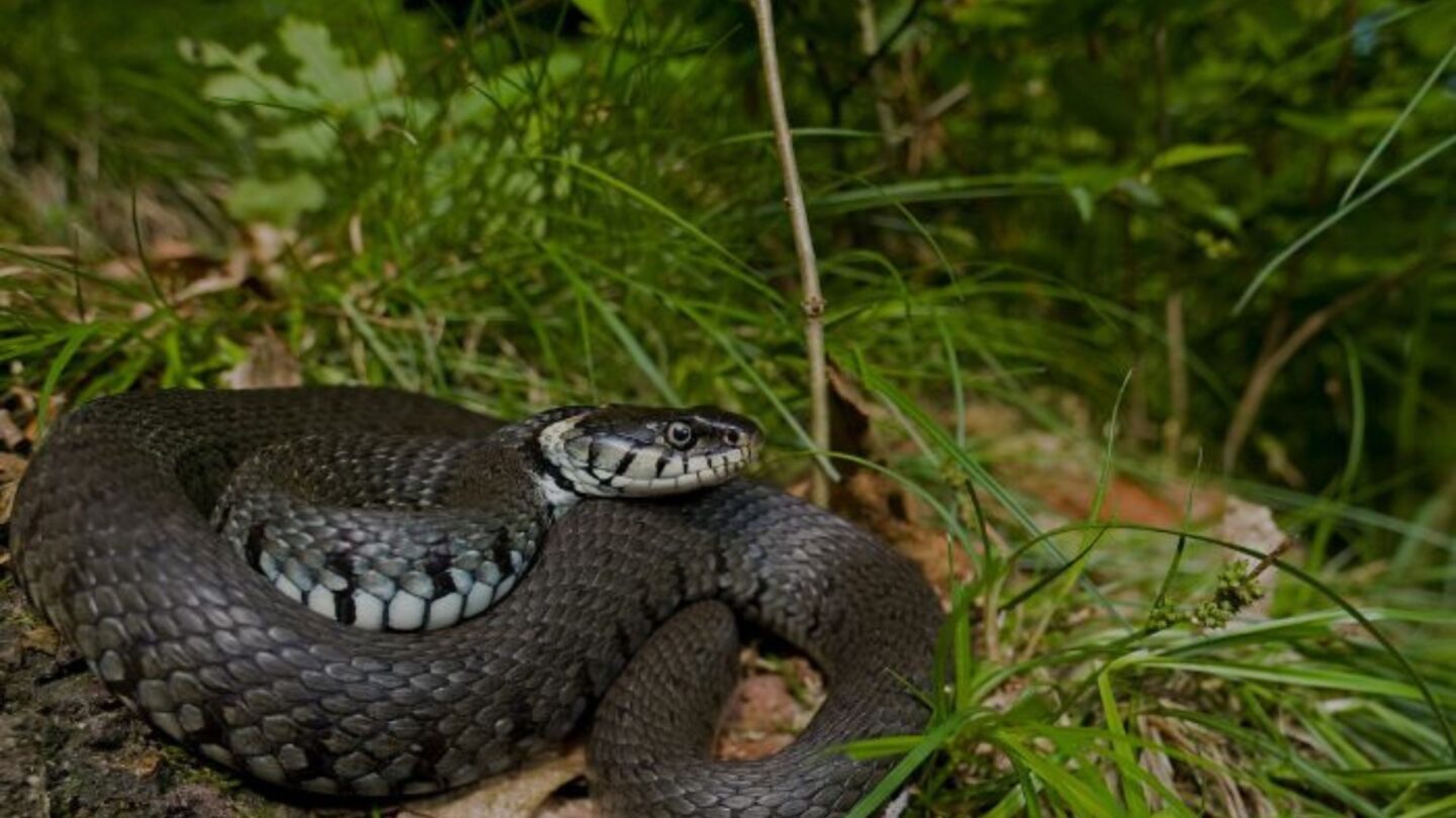 Les reptiles de la Saligue Saligue aux oiseaux Biron 2026-07-01