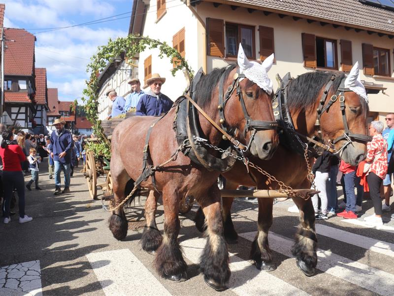Les vendanges d'antan Cleebourg 2026-09-20