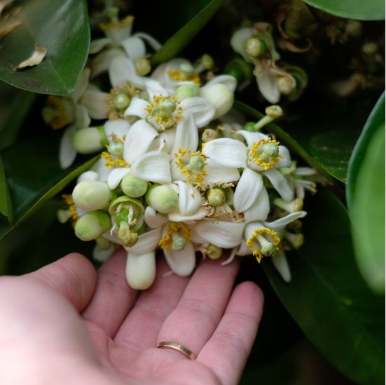 LES VENDREDIS FLEURIS Las Feyches Eus 2026-04-03