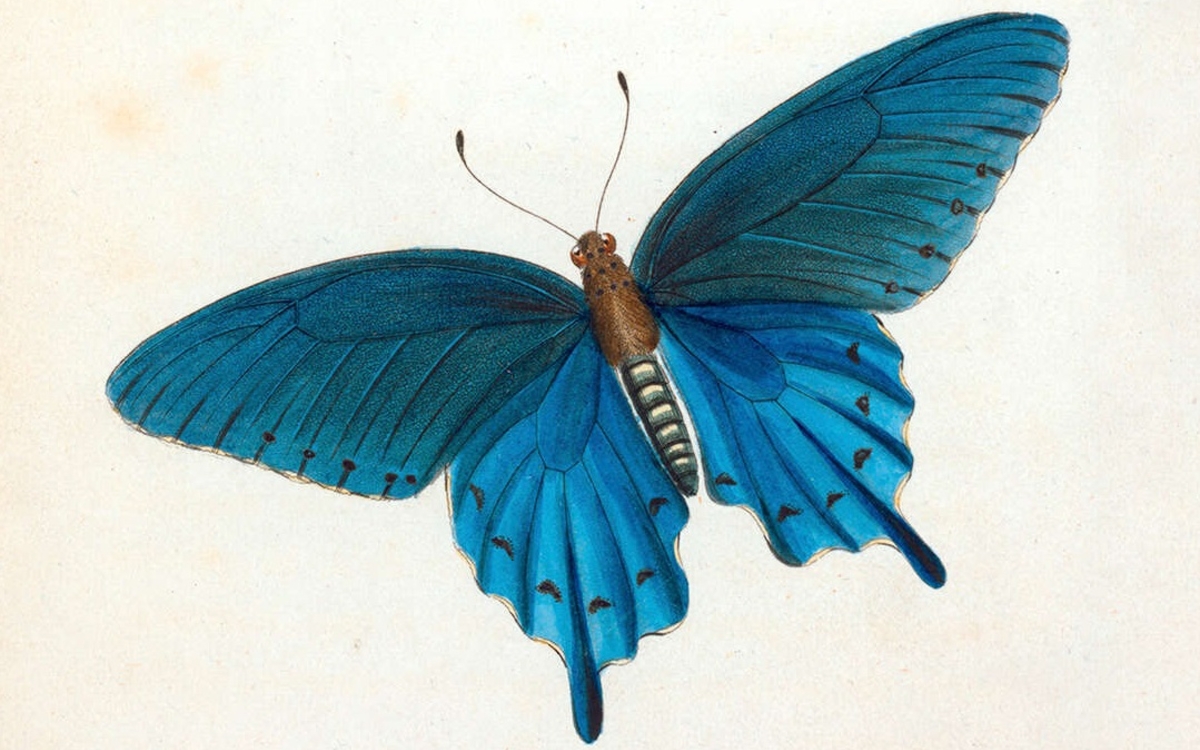 L'Heure musicale : araignées & insectes Médiathèque Marguerite Yourcenar  Paris