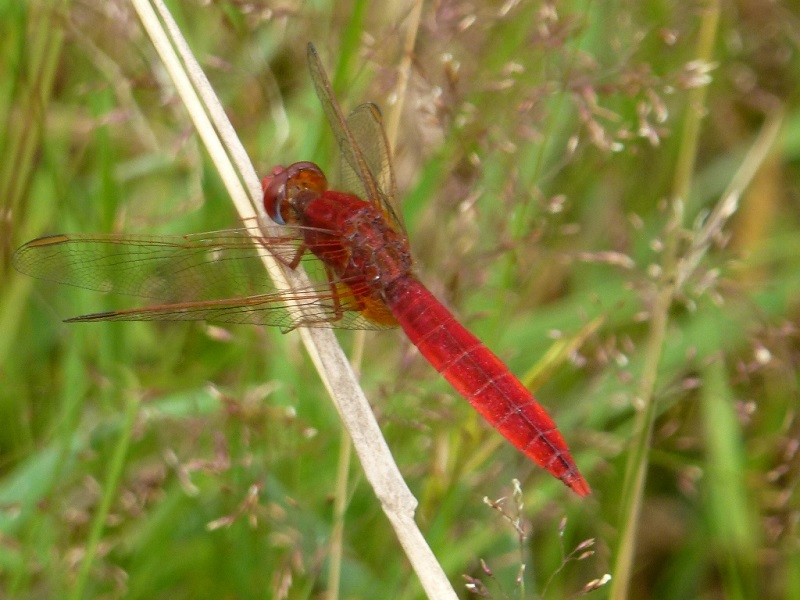 Libellules et autres bêtes ailées sur l’étang Vieux Saulnay