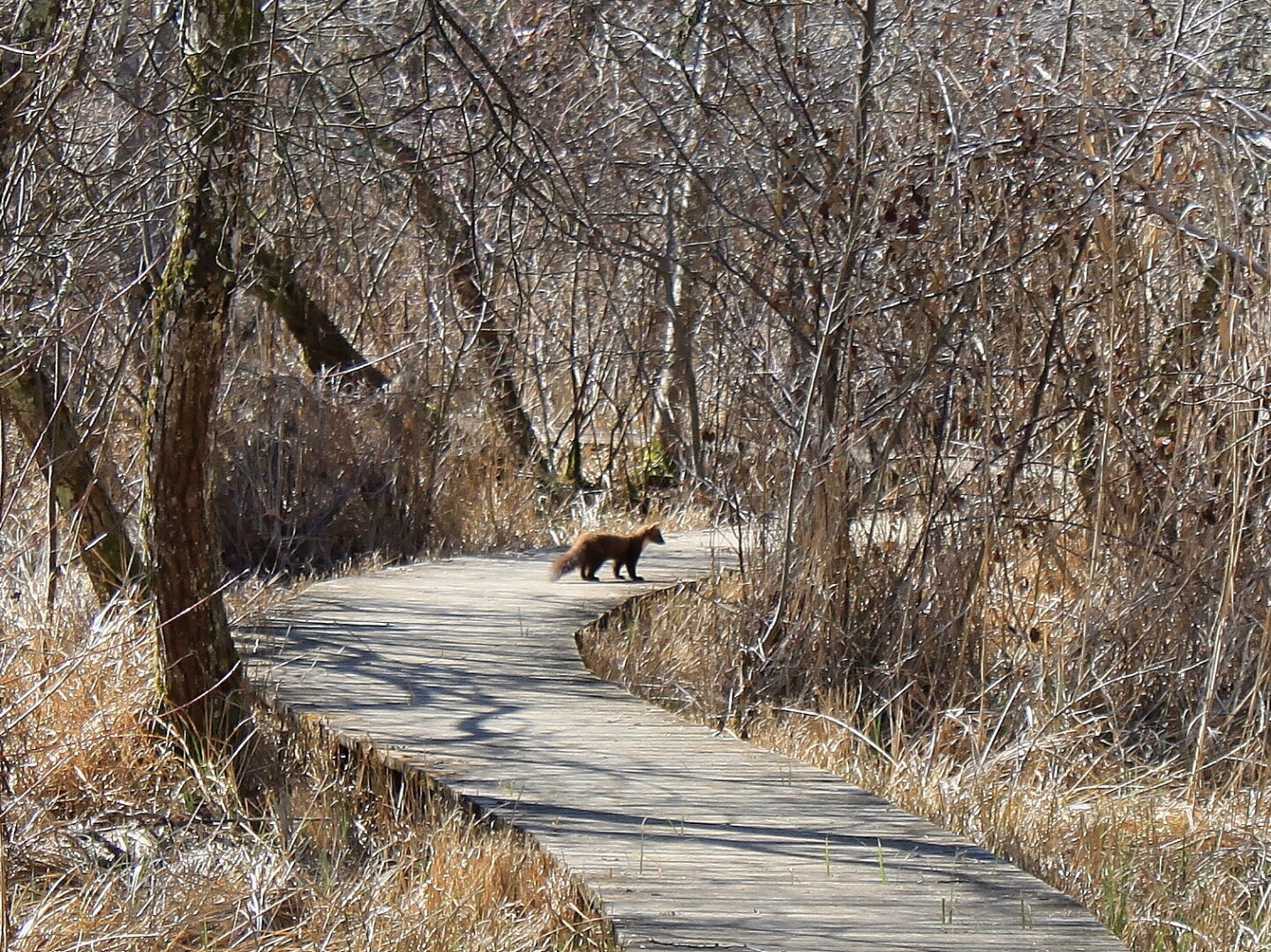 Marais de Bonnefont Indice de biodiversité potentielle