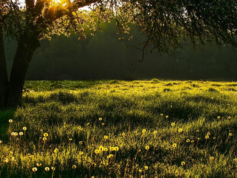 Marche de printemps Rue de l'Herbe Oberrœdern 2026-05-17
