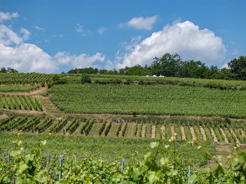 Marche gourmande du Kaefferkopf Route de Labaroche Ammerschwihr 2026-06-14