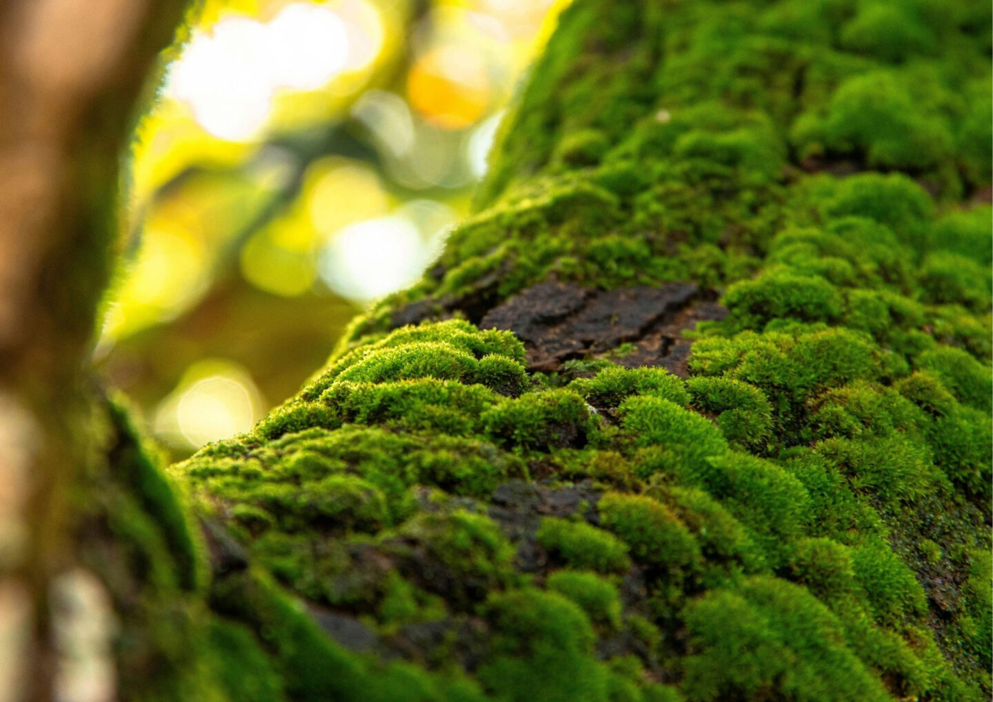 Micro-Safari les mousses à portée de loupe ! 68 rue de Lamouly Anglet 2026-05-09