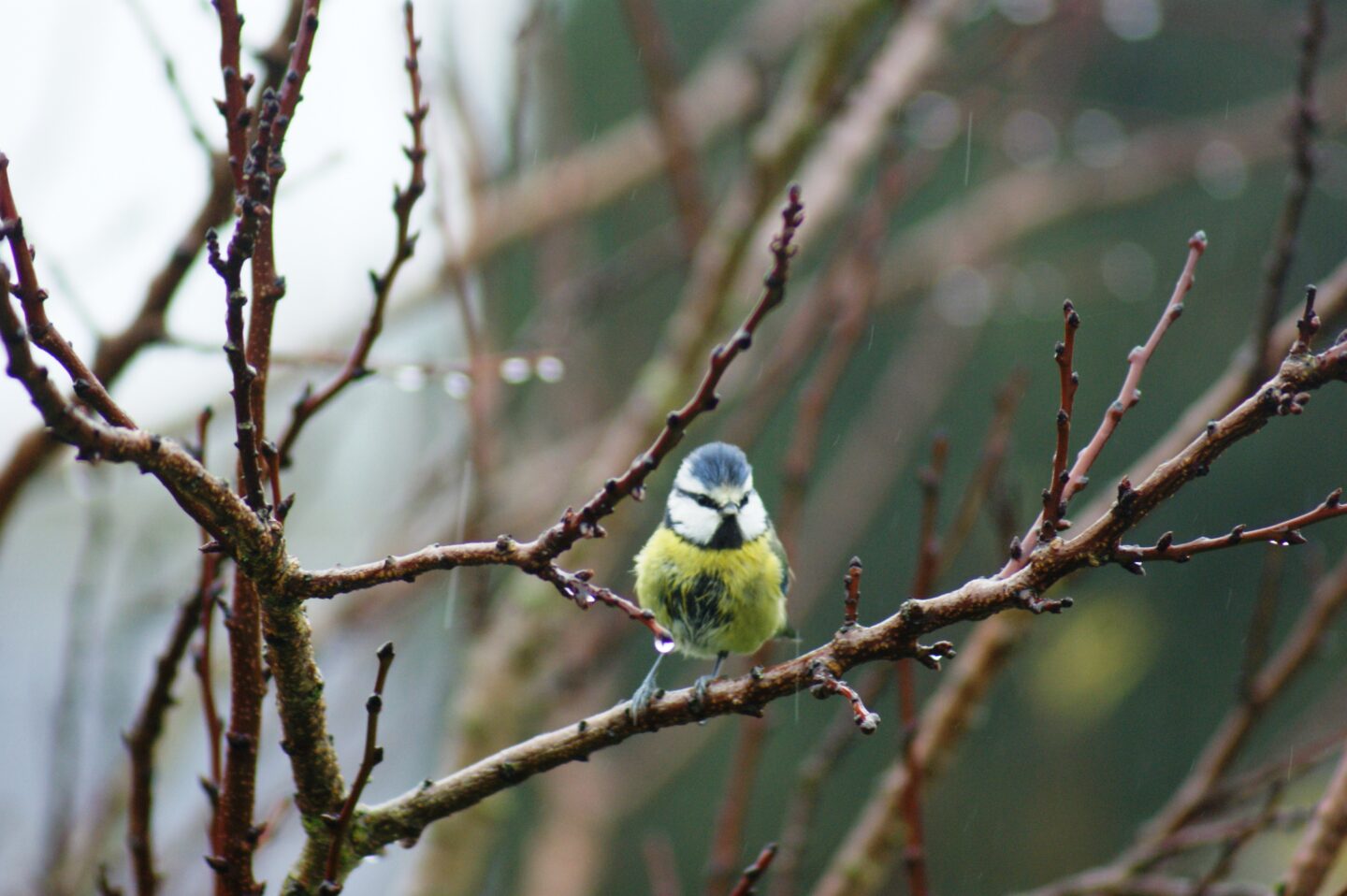 Mon nichoir en palettes avec le SEROC Les cafés des astucieux L'embranchement Montfiquet 2026-04-15