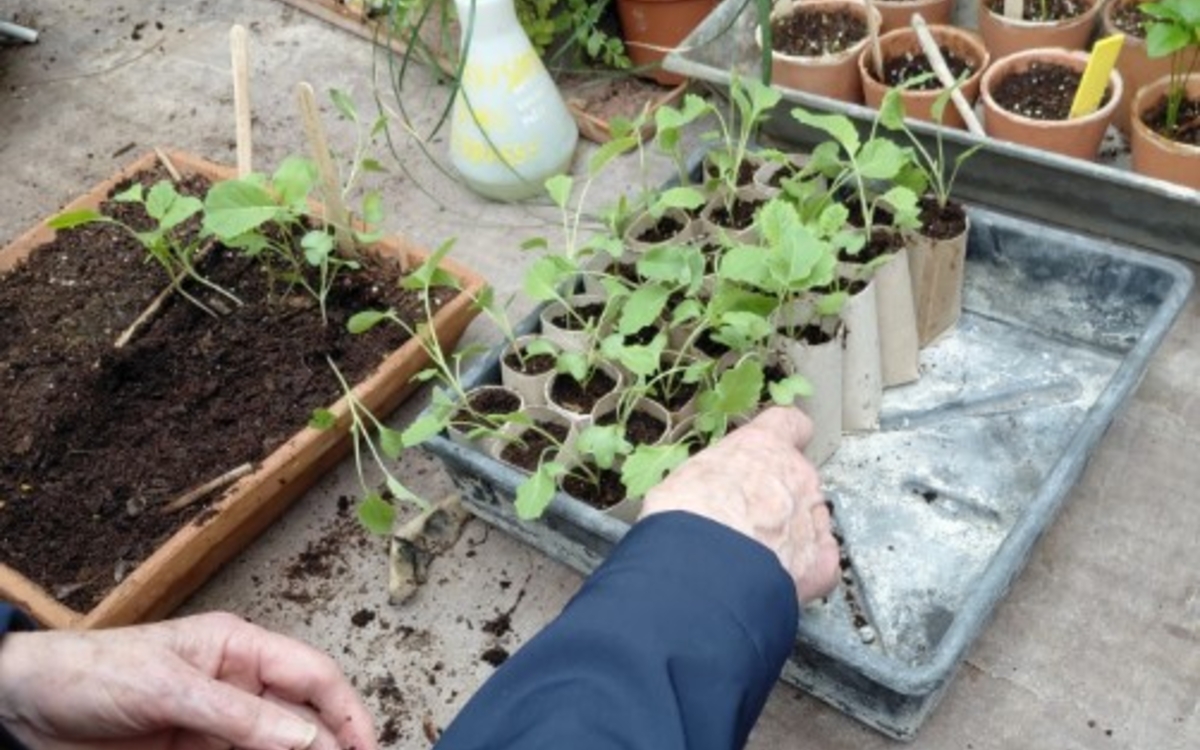 Multipliez vos plantes Maison du Jardinage et du compostage - Pôle ressource Jardinage Urbain  Paris 12ème