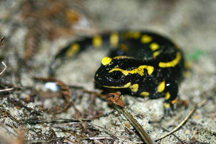 Nature & frissons Parking de la Maison de la Rivière et du Paysage Athis-Val-de-Rouvre