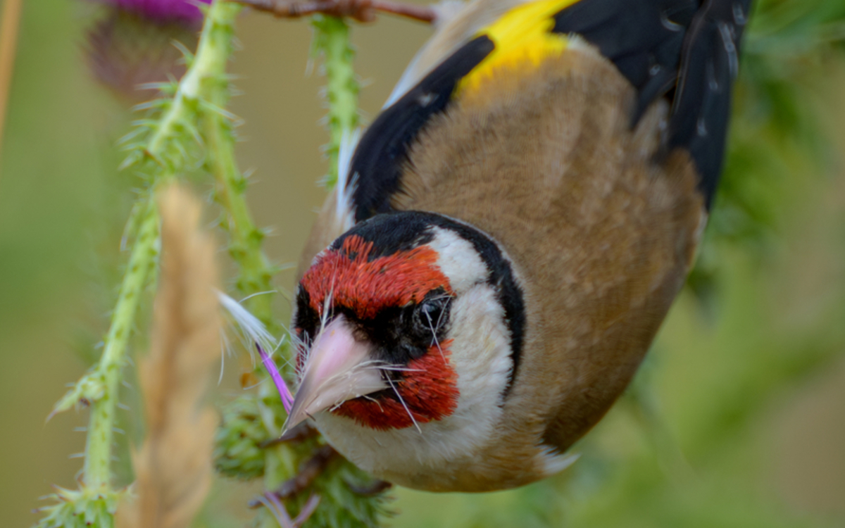 Oiseaux des jardins Maison Paris Nature  Paris