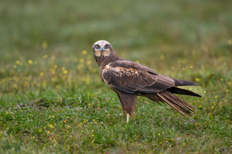 Oiseaux nicheurs de la réserve de la Taute Graignes-Mesnil-Angot