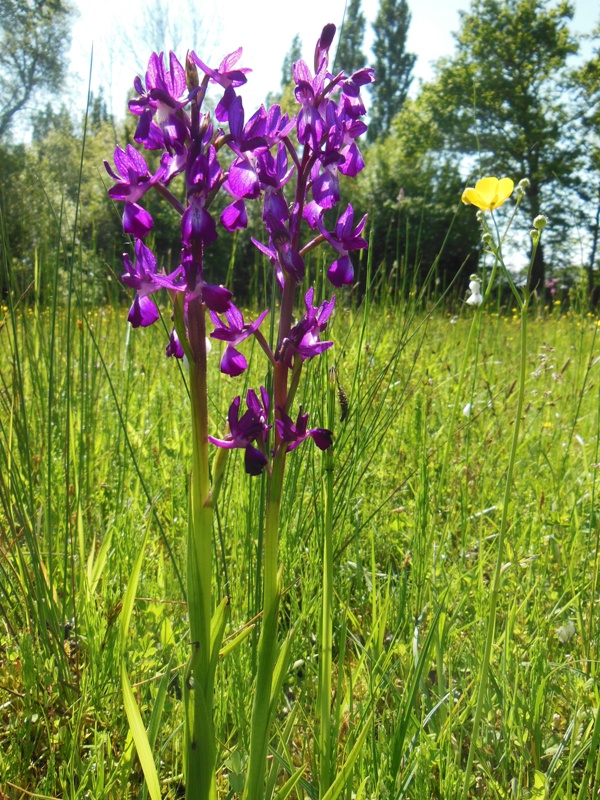 Orchidées à la Réserve Naturelle de la tourbière de Mathon  Lessay 2026-06-05