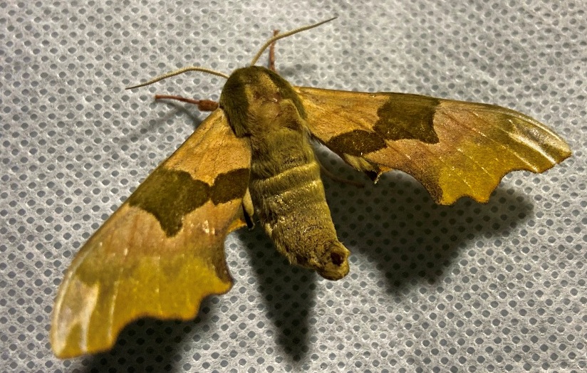 Papillons nocturnes à la réserve naturelle de Mathon  Lessay 2026-08-26