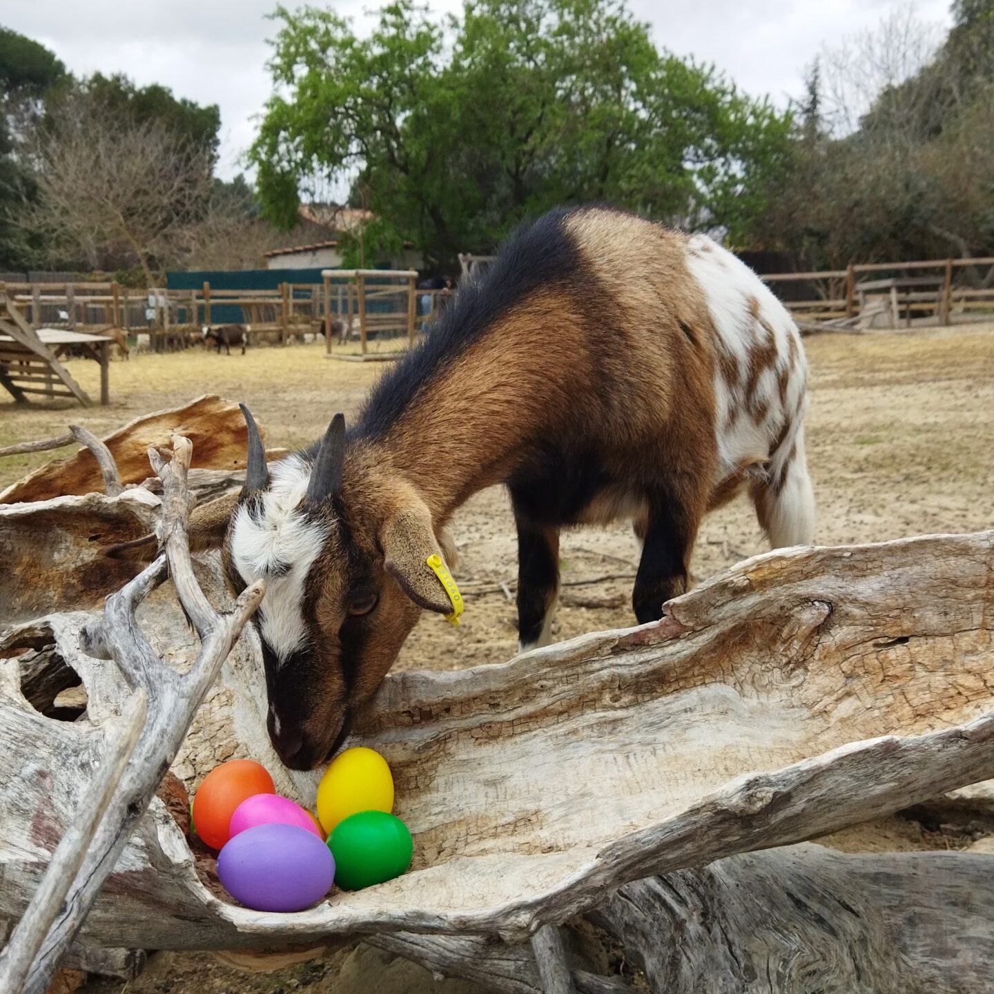 PÂQUES À LA FERME DU DOLMEN D2 Le Pouget 2026-04-04