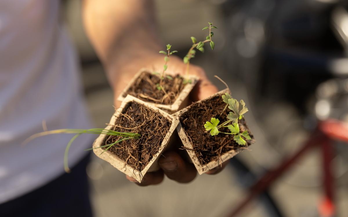 Paris Sème : venez fêter le printemps à l'Hôtel de Ville Parvis de l'Hôtel de Ville  Paris