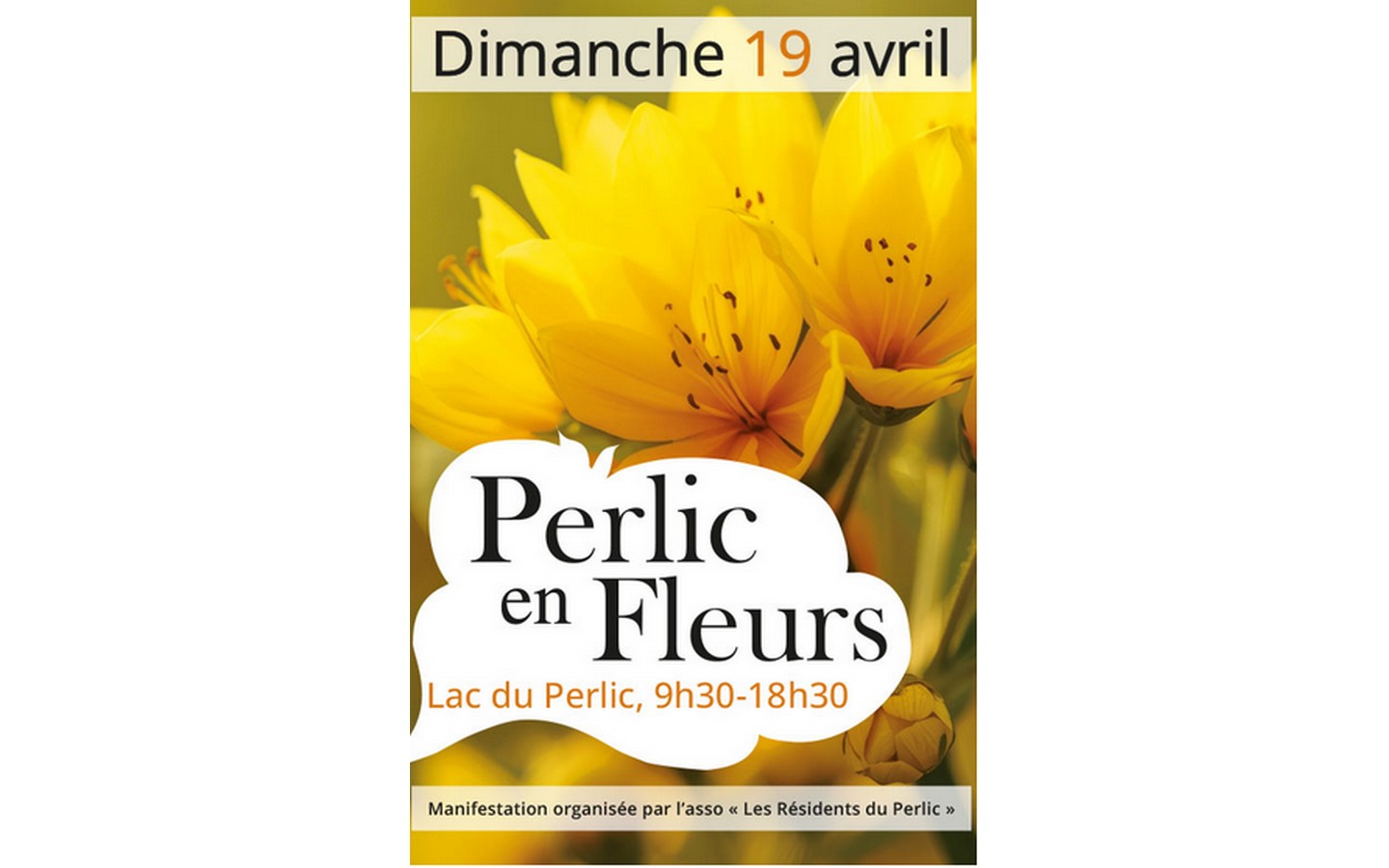 Perlic en fleurs Boulevard Blériot Lons 2026-04-19