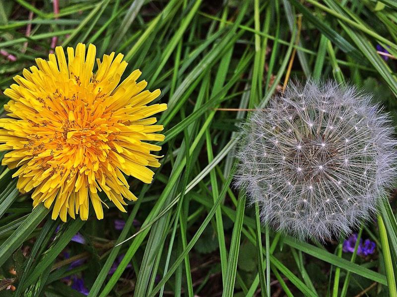 Plantes sauvages des villes et villages Laissez moi pousser !  Seebach 2026-06-13