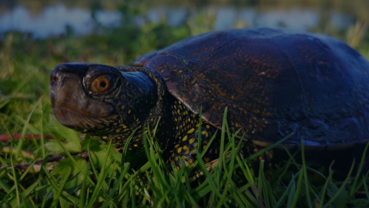 Plongée dans le monde des Cistudes d’Europe Saligue aux oiseaux Biron 2026-05-13