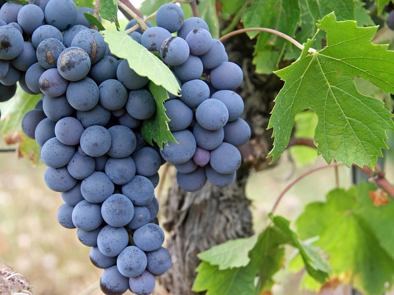 Portes Ouvertes du Domaine Plessis 1656 Rue de la Martellière Saint-Nicolas-de-Bourgueil 2026-05-09