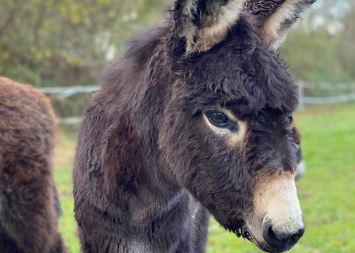 Portes ouvertes Fronsac Canon Fronsac la balade au pas de l’âne rue de Goffre La Rivière