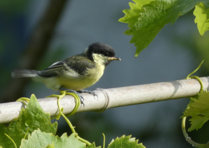 Portes ouvertes Fronsac Canon Fronsac la balade guidée naturalise Forêt, prête moi tes arbres, je sèmerai tes graines rue Goffre La Rivière