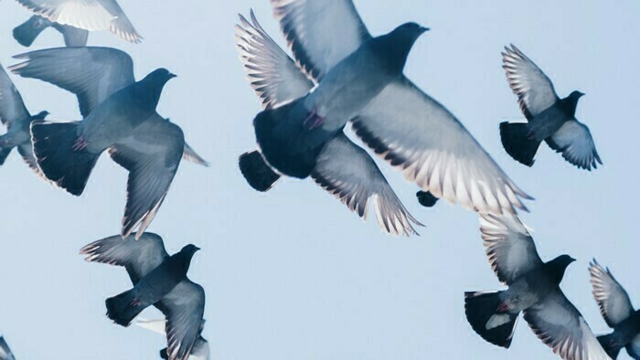 Primavera au Pannonica Pannonica