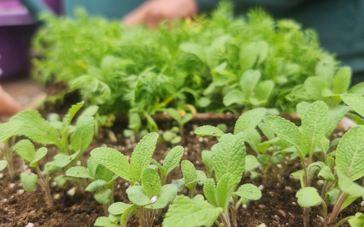 Produisez vos propres plants : en mars
