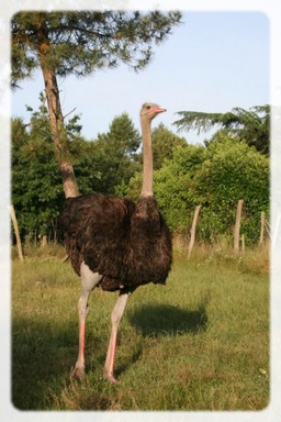 Projection du Film d’Alice GODART Élever au grain Projection du Film d’Alice GODART Élever au grain Avenue du stade La Roche-Chalais 2026-04-24