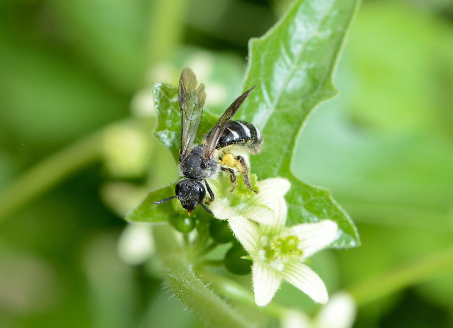 Que serait une soupe sans pollinisateurs ? Jardin de l&rsquo;an mil à nos jours Rilhac-Lastours