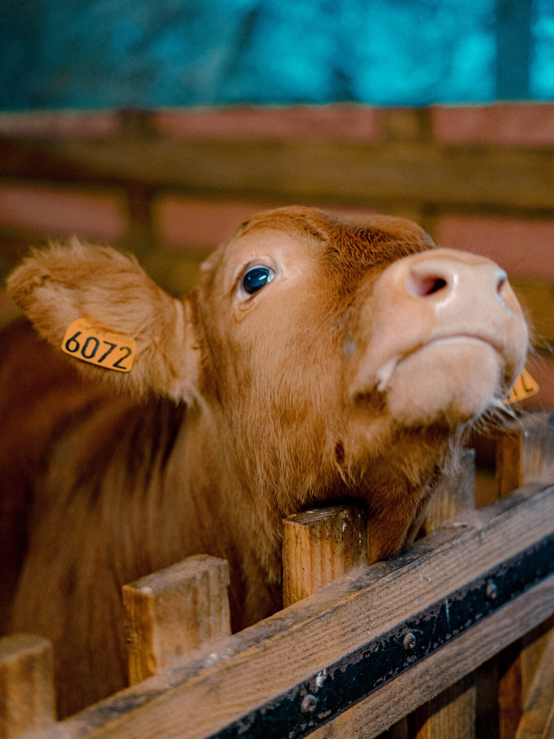 Qui habite dans la mare ? 2 Lieu-dit La Fontenelle Péret-Bel-Air 2026-05-15