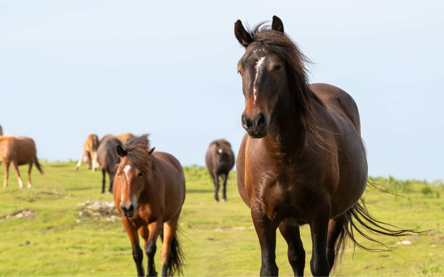 Randonnée À la rencontre des pottoks Randonnée À la rencontre des pottoks 3 Avenue de la Mairie Cambo-les-Bains 2026-07-09