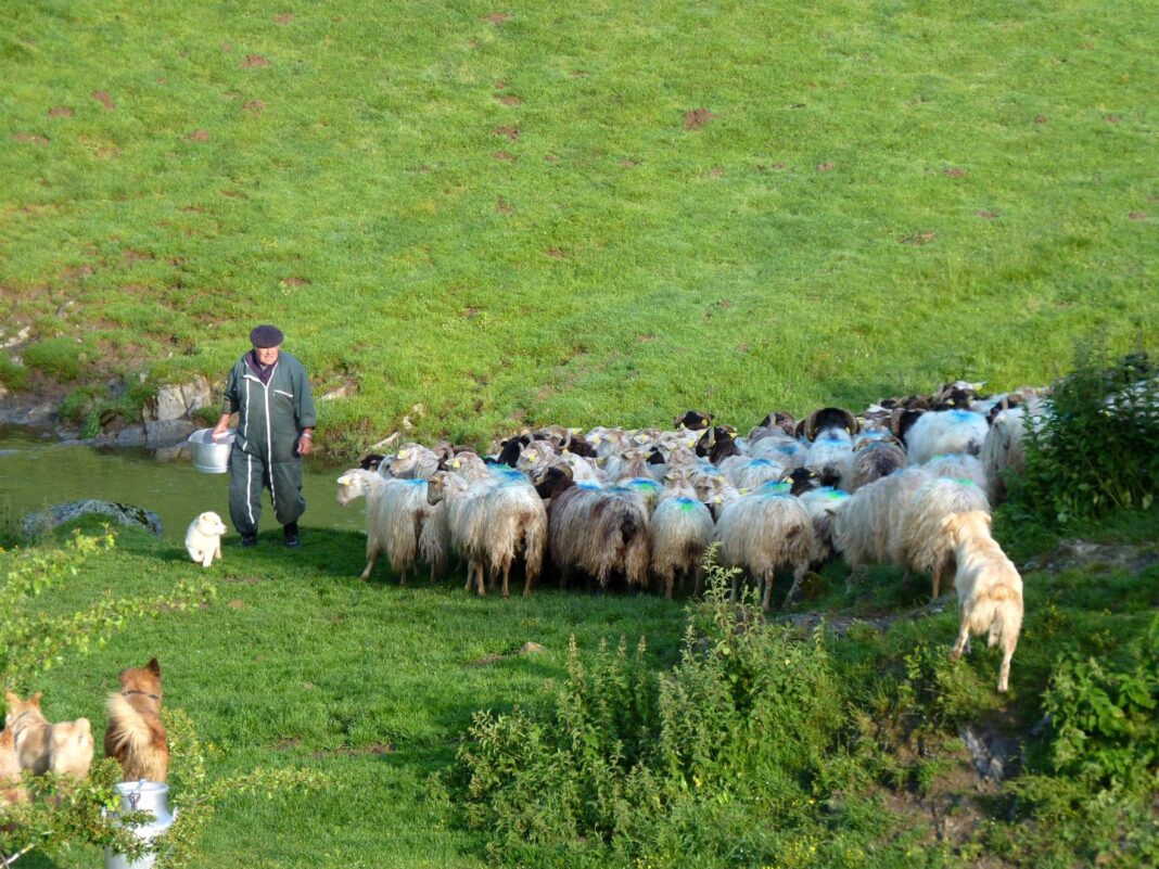 Randonnée acccompagnée Mendi Gaiak rencontre avec Jean-Bernard, berger sur le mont Urkulu  Saint-Jean-Pied-de-Port