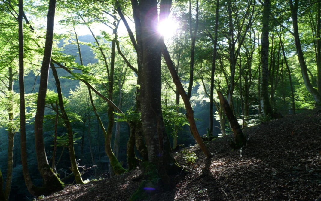 Randonnée accompagnée Mendi Gaiak Rando gourmande à Orisson  Saint-Jean-Pied-de-Port