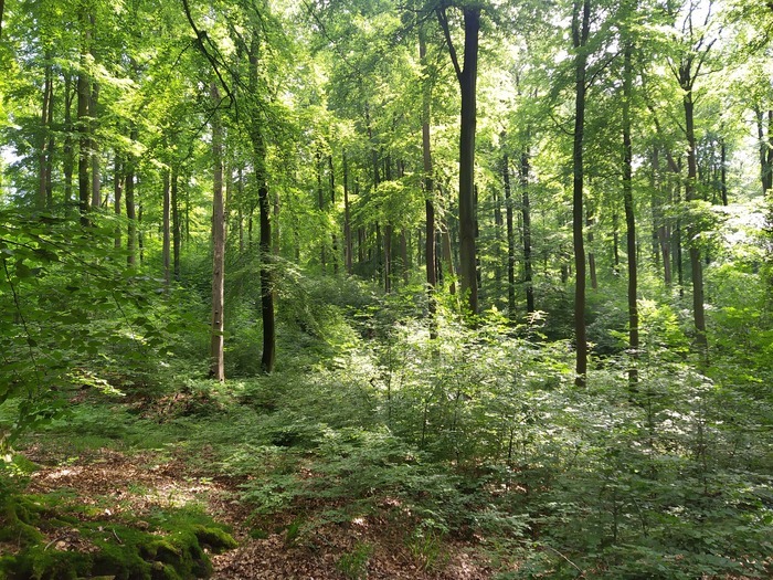 Randonnée-bivouac à la découverte de la forêt d'Halatte Forêt Domaniale d'Halatte Fleurines
