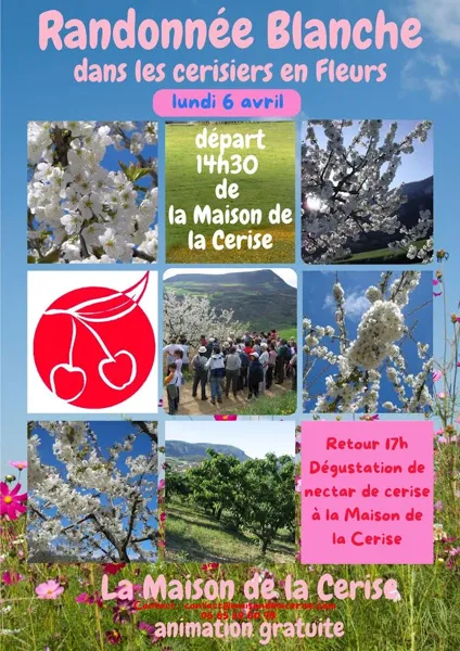 Randonnée Blanche (dans les cerisiers en fleur) Maison de la Cerise Paulhe 2026-04-06
