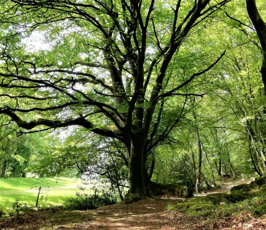 Randonnée commentée Terres de légendes  Brix 2026-04-13