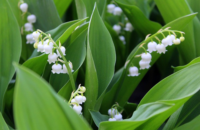 Randonnée du muguet Salle des fêtes Radonvilliers 2026-04-26