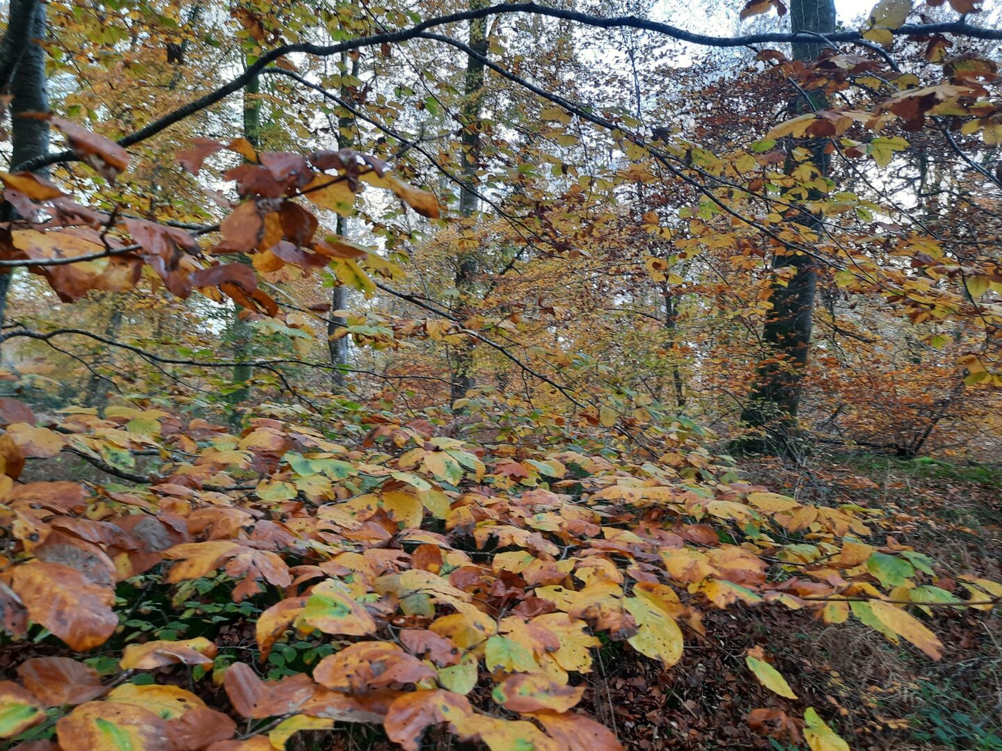 Randonnée patrimoine La forêt pendant la guerre D572 Montfiquet 2026-06-14