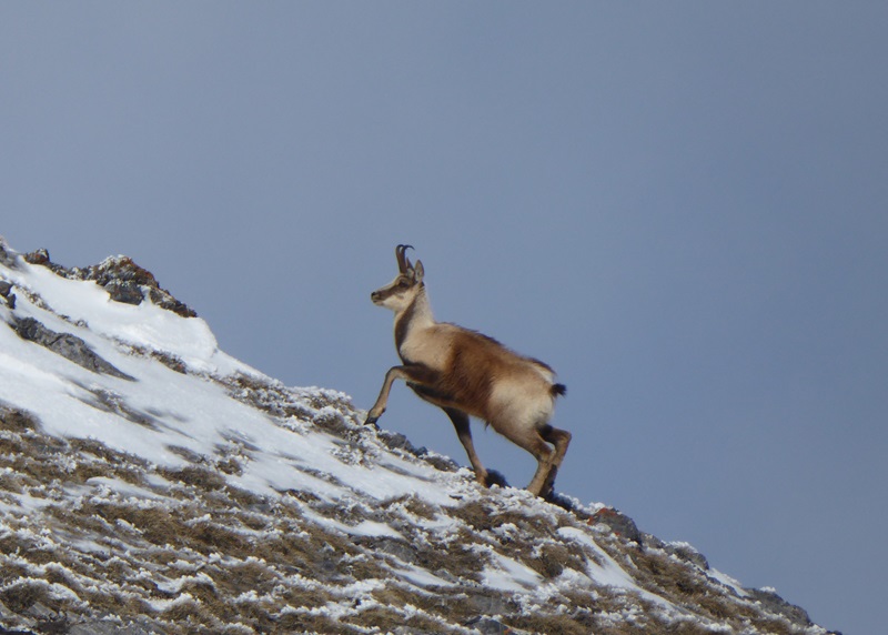 Randonnée sur les traces de la faune sauvage 2 Place François Sarraille Bedous 2026-03-29