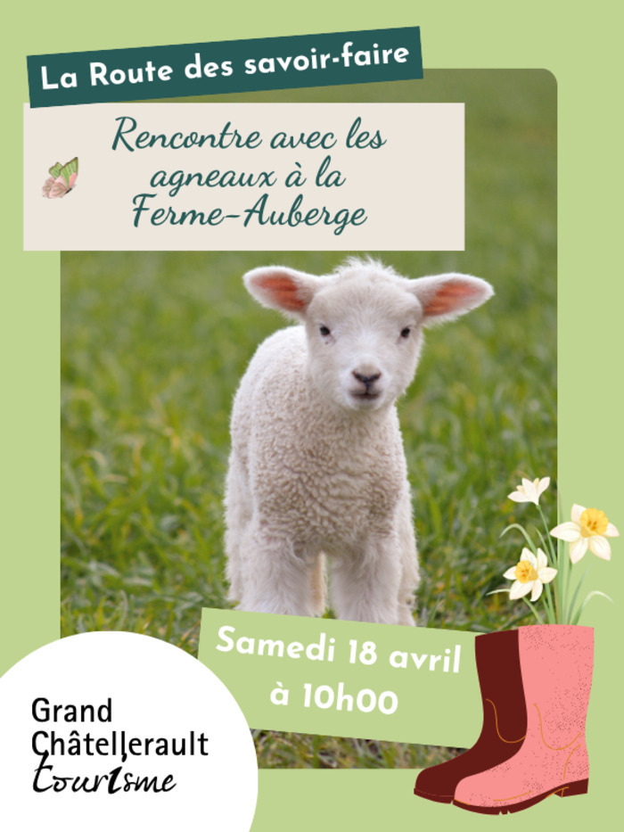 Rencontre avec les agneaux à la Ferme-Auberge La Blonnerie Vellèches 2026-04-18
