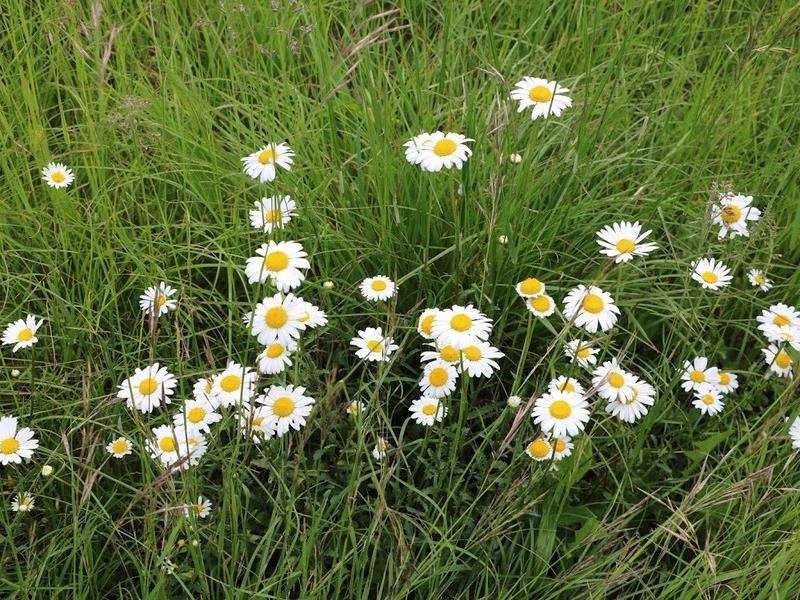 Rendez-vous au jardin des quatres saisons Ohnenheim